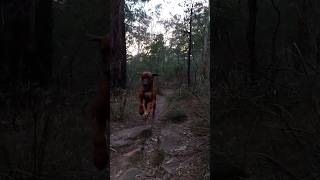 My Ridgeback Loki running through the Aussie bush (slow motion)  #ridgeback #dog