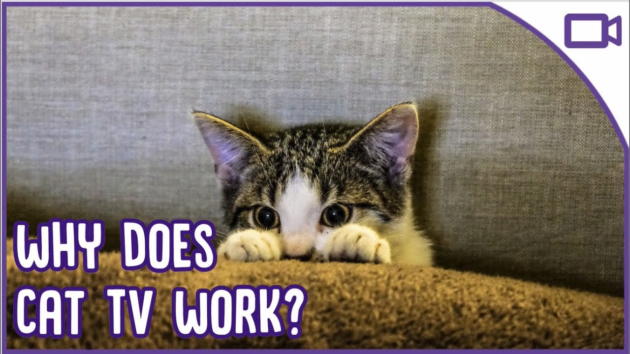 Does Cat TV Actually WORK? How to Use TV for Cats! YouTube