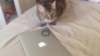 Dog Reincarnate into Cat