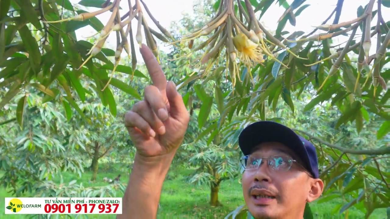 Hướng dẫn chăm sóc bông sầu riêng sau xổ nhụy