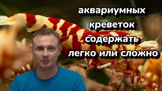 видео: аквариумных креветок содержать легко или сложно картинка: аквариумных креветок содержать легко или сложно