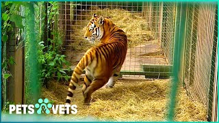 Inside Europe's Tiger Sanctuary - Saving Endangered Big Cats