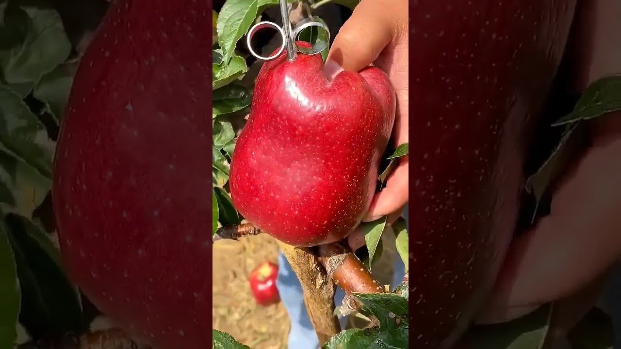 enjoy beautiful fresh food and healthy life 