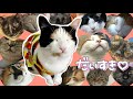 猫ちゃんからの「大好き」感じてますか？ 108匹のかわいい笑顔をお届けします　～ペットロスにならないために～　Do you feel "I love you" from the cat?