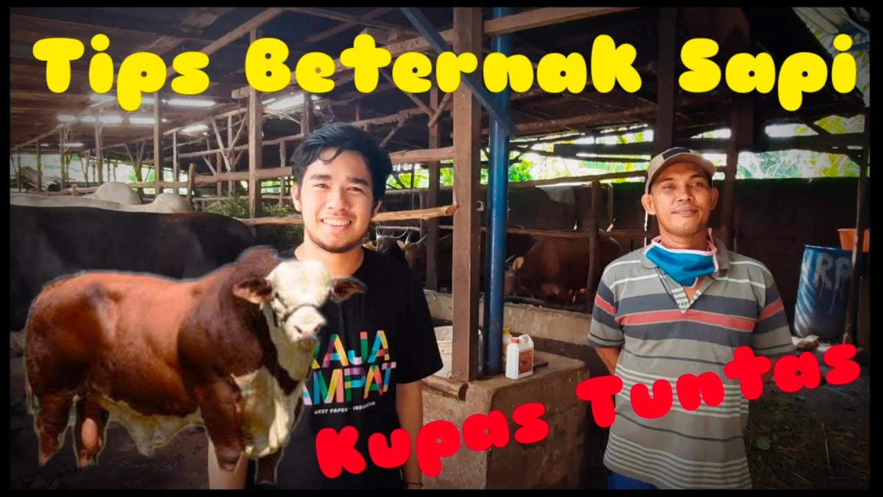 Cara Berternak Sapi 