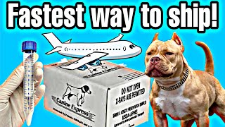 Ship canine semen the FASTEST WAY - Just like the professionals!