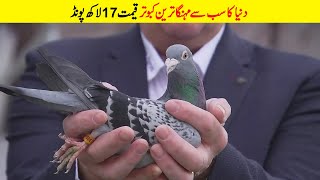 World&#39;s Most Expensive Pigeon | Most Expensive Animals In The World