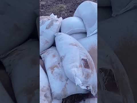 выбежал секач