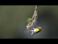 The sound of chirping and birds nest  free footage no copyright