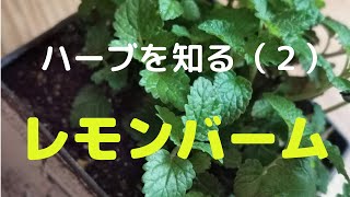 ハーブを知る【レモンバームの使い方】