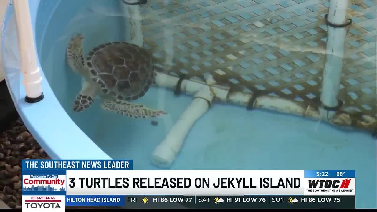 3 turtles released on Jekyll Island - YouTube