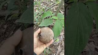 “Planta pequeña de borojó ya produciendo frutos” #campocolombiano #farming #fruit #campo