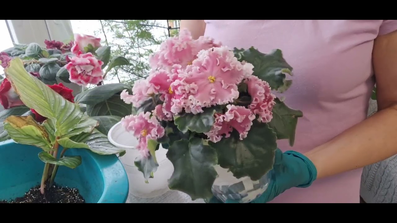 Калатея Орбифолия из Пятёрочки