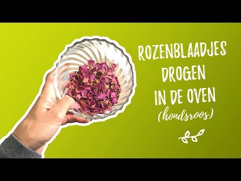 Video: Hoe Rozenblaadjes Te Drogen