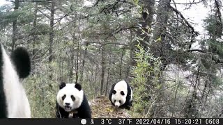 Three giant panda boars fight for female panda's heart in SW China