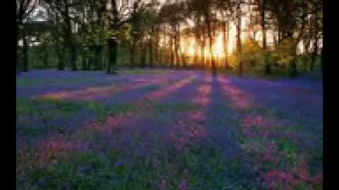 آخر سورة المجادله... تلاوة تفوق الوصف الشاطري