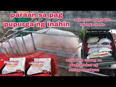 PARAAN NG PAGPURGA NG INAHIN+PAGBILI NG MGA PAKAIN NG BABOY