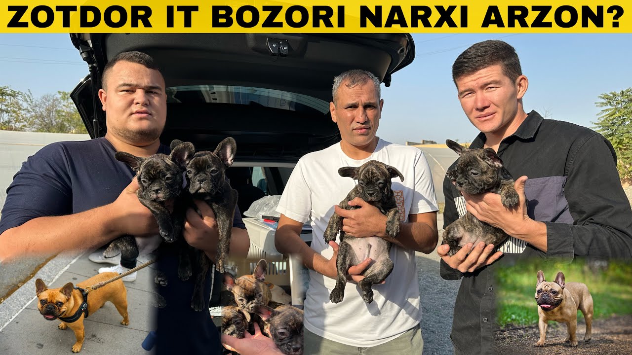 ИТ ВА МУШУК БОЗОРИ НАРХЛАРИ КАНДАЙ БУЛДИ ? собачий рынок 2025