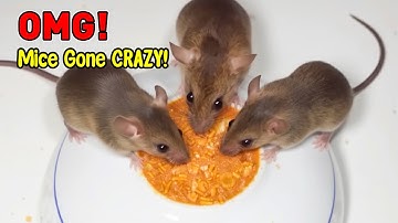 Mice GO WILD For Peanut Butter In Just 5 Minutes!