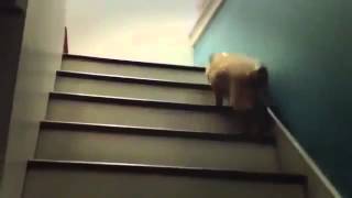 Смотрим!!! Мопс поднимается по лестнице