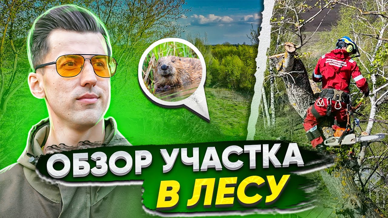Обзор участка в лесу. Расчистка участка от поросли. Удаление деревьев ...