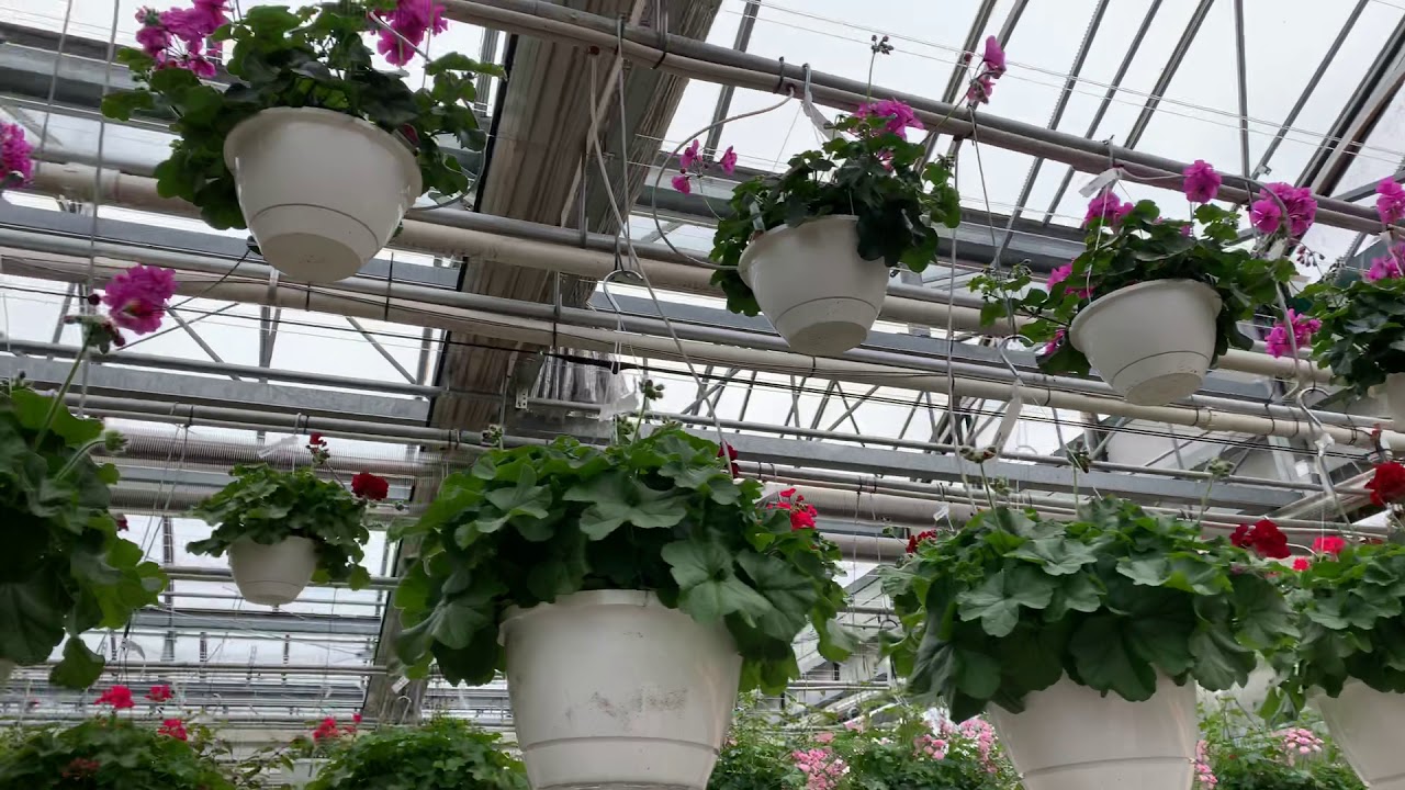 Ivy Geranium Hanging Baskets