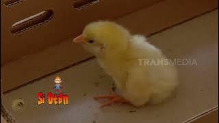Kepoin Proses Perkembangbiakan Si Mungil Anak Ayam | SI OTAN (01/08/23)