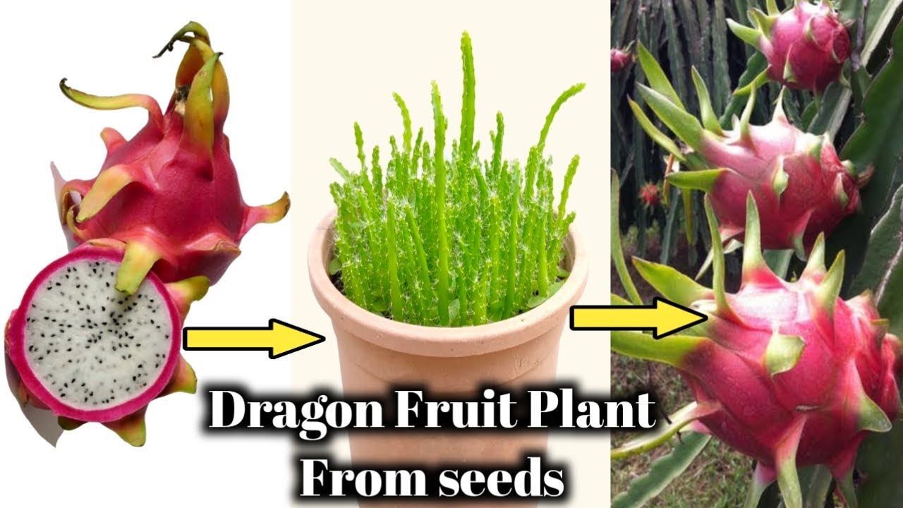 Easiest of grow Dragon plant from seeds at home . - YouTube