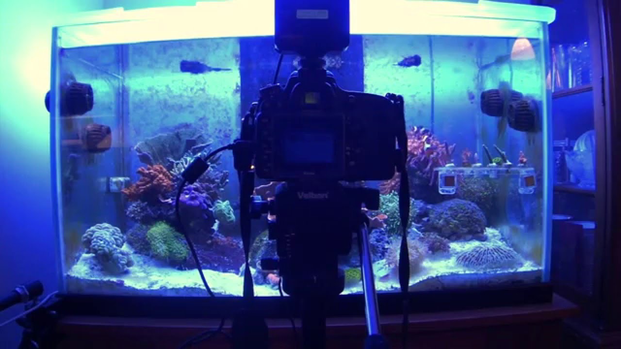 Photo inspiration: Dslr Reef Aquarium Photography Photo Inspiration