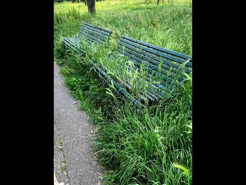 Video ERBA ALTA, FORASACCHI, SPORCIZIA E DEGRADO: COSÌ STANNO ABBANDONANDO IL VERDE DI MILANO !