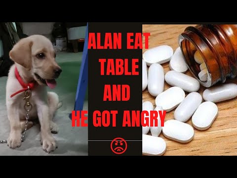 LABRADOR PUPPY EAT TABLET AND HE GOT ANGRY WITH ME || ALAN THE LABRADOR ...