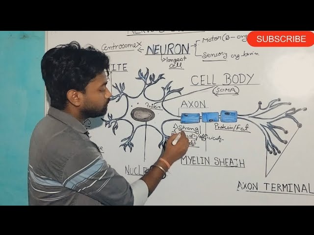 NERVOUS SYSTEM || NERVOUS SYSTEM ANATOMY || NEURON DIAGRAM || NEURON STRUCTURE AND FUNCTION.