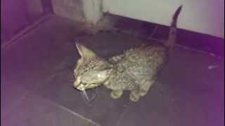 Feeding A Stray Kitty