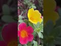 #955 #PortulacaFlower #Purslanes पोर्टुलाका का फूल