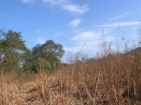 Mazatlan Mexico Lake El Salto Dove Hunt