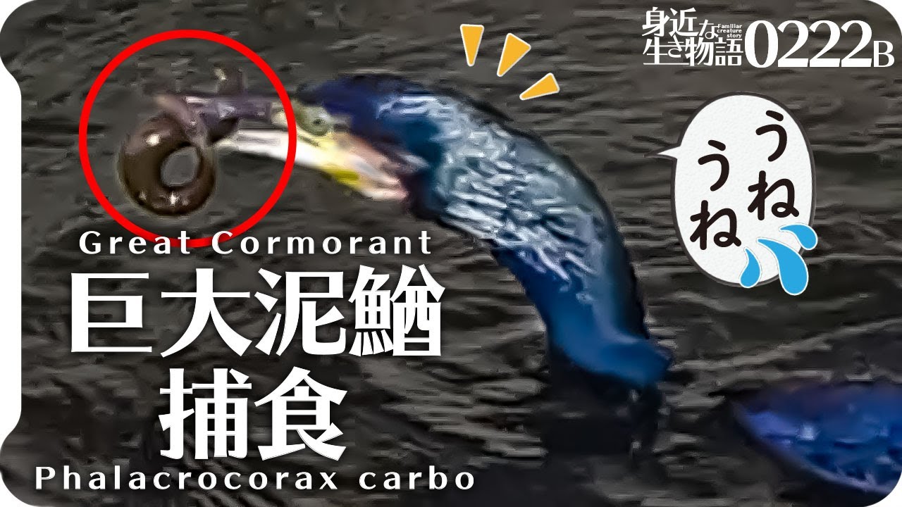 0222B【魚が鳥に食べられる】歩くカワウ。ハクセキレイとコサギの捕食