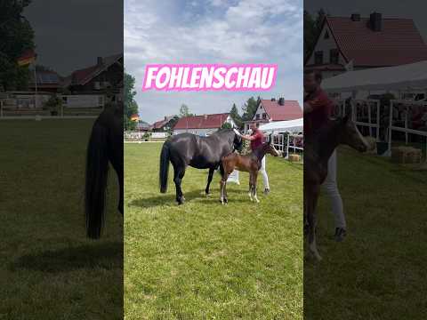 Fohlenschau - Bei DiDi war Trab aus, Dörte hat alle verzaubert