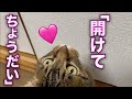 パパがいる寝室の前で待っているてんちゃんが可愛すぎて・・・
