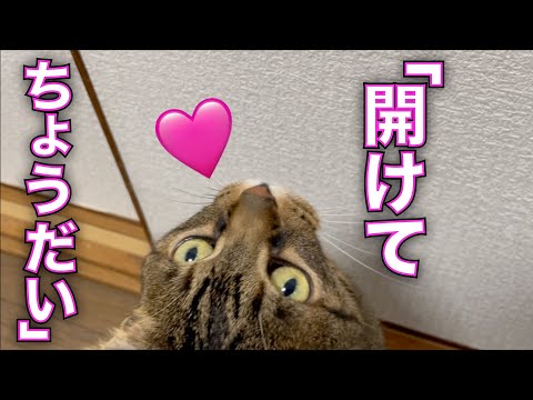 パパがいる寝室の前で待っているてんちゃんが可愛すぎて・・・