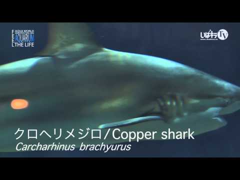 みそきんブームの波に乗るサメ 踏切で釣りPART2スペシャル | しんかい6500・ダイオウグソクムシ