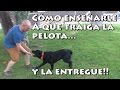 Adiestramiento Canino Cómo Enseñar a un Perro a Traer la Pelota (Muy efectivo)