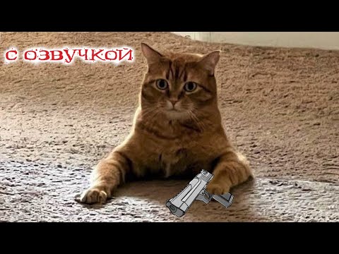 Приколы с котами! СМЕШНЫЕ КОТЫ - СМЕШНАЯ ОЗВУЧКА ЖИВОТНЫХ ДО СЛЁЗ!