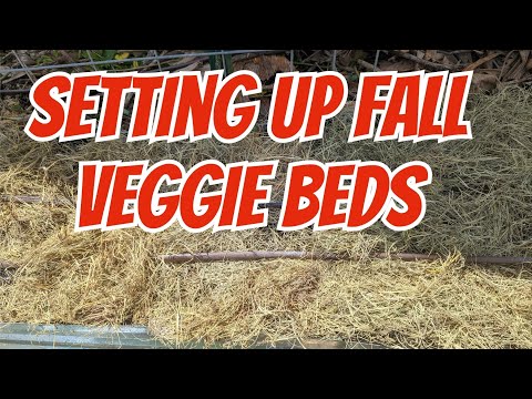 Setting up my veggie beds for Fall using what I can find
