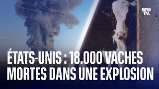 États-Unis: 18.000 vaches tuées dans l'explosion d'une ferme au Texas