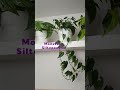 Plantas colgantes #monstera #philodendron #epipremnum #viralplants #aroids #homedecor #home