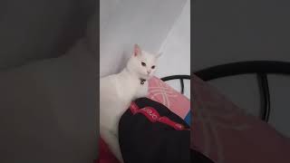 Menghayal Terus Vidio Kucing Lucu || Funny Cat Videos #cat #kucing #indonesia