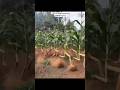 Mahindi Yangu Yamehamia Shamba La Jirani Funny Shortsfeed Shortvideo Viral Viralvideo