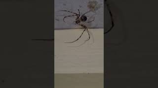 Aus Spider White Porch Spider Remember This Girl? This Looks Like Her Boyfriend Thanks, Sub4More