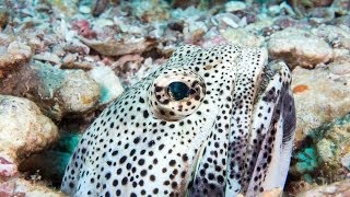 2013 Baja, The Giant Jawfish