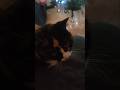 I like to cuddle my cat and she likes to bite with love #cat #gatos #catshorts